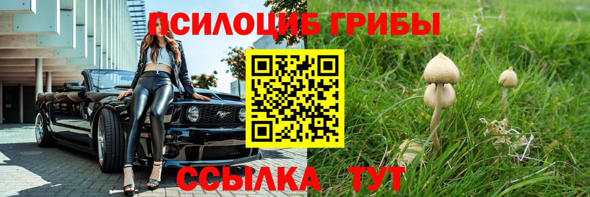купить наркотики сайты  Псилоцибиновые грибы ЛСД  Галлюциногенные грибы GOLDEN TEACHER  Вход с VPN  Новозыбков 